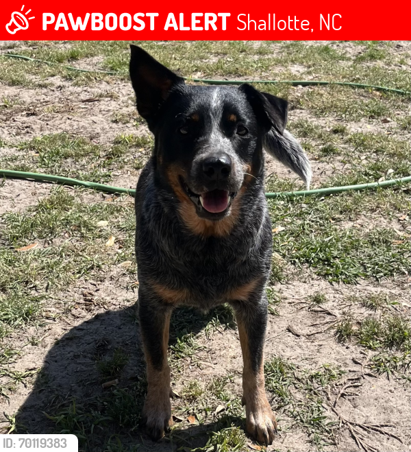 Lost Female Dog last seen Mullberry Branch River , Shallotte, NC 28470