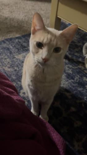 Lost Male Cat last seen State st and 9th st, Ankeny, IA 50023