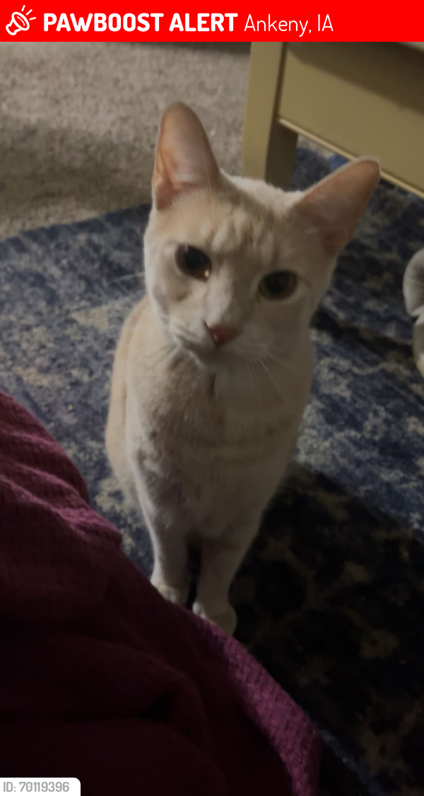 Lost Male Cat last seen State st and 9th st, Ankeny, IA 50023