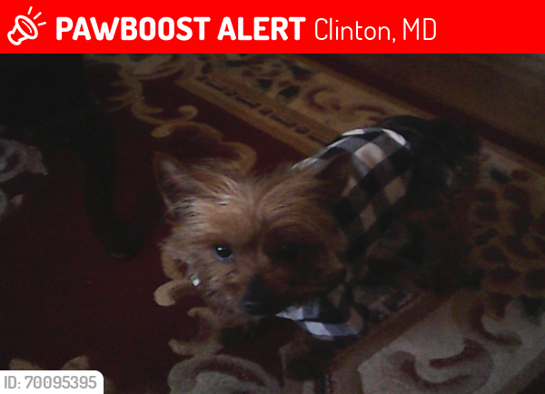 Lost Female Dog last seen LaLa has been found.  Thank you!, Clinton, MD 20735