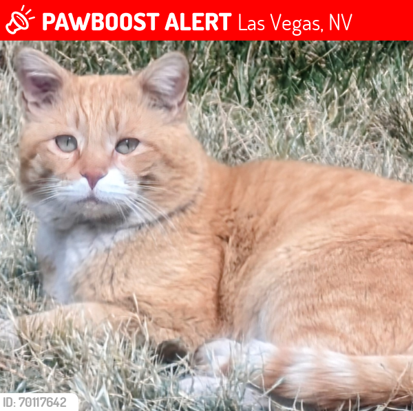 Deceased Male Cat last seen Ft Apache and Lake South, Las Vegas, NV 89117