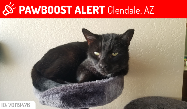 Lost Male Cat last seen North of Sunset Palms Park, Glendale, AZ 85304