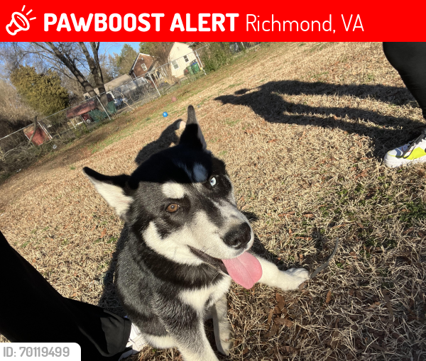 Lost Male Dog last seen hses behind dollar general in Warwick and hull st , Richmond, VA 23224