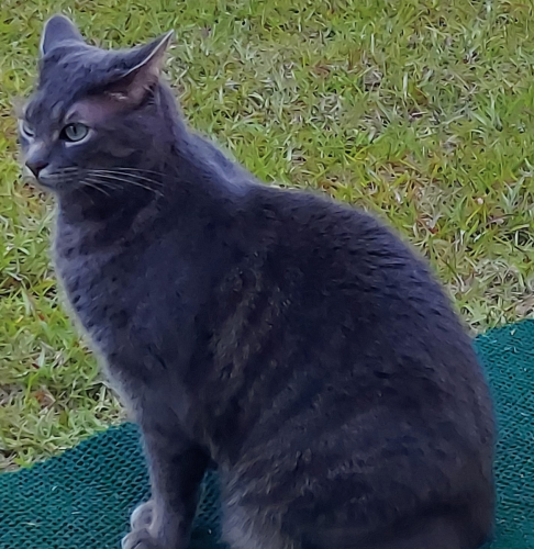 Lost Male Cat last seen Walnutwood & Redgum, Horry County, SC 29528