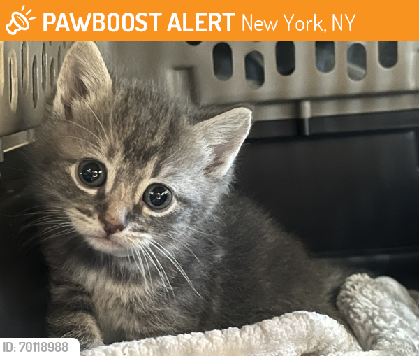 Shelter Stray Female Cat last seen Near Alexander Avenue, BRONX, NY, 10454, New York, NY 10029
