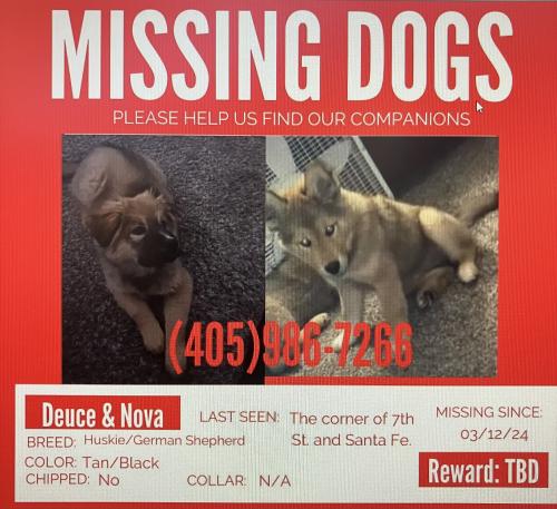 Lost Unknown Dog last seen 12th & Santa Fe, Santa Fe, NM 87131