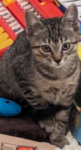 Lost Male Cat last seen In the space between Ringling Blvd., Shade Ave. and Pelican  Please help me locate this Kitty, Sarasota, FL 34237