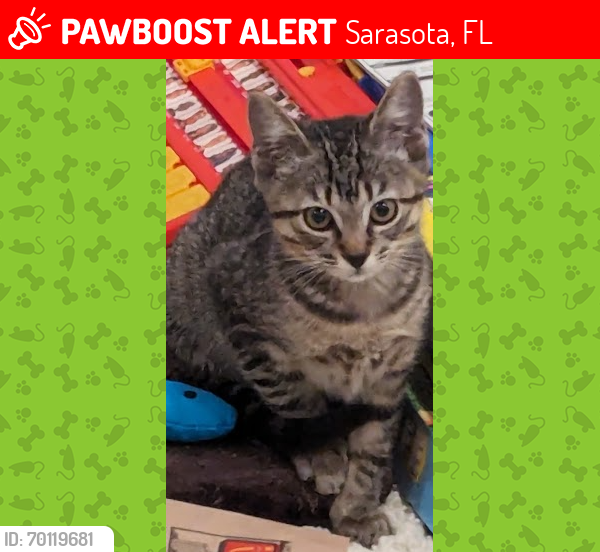 Lost Male Cat last seen In the space between Ringling Blvd., Shade Ave. and Pelican  Please help me locate this Kitty, Sarasota, FL 34237