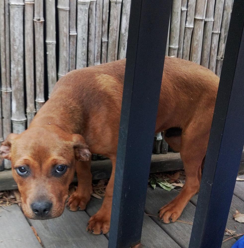 Shelter Stray Male Dog last seen E, LAFAYETTE, LA, 70501, Lafayette, LA 70507