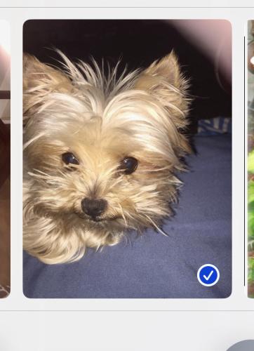 Lost Male Dog last seen Hill and Southwind, Whittier, CA 90601
