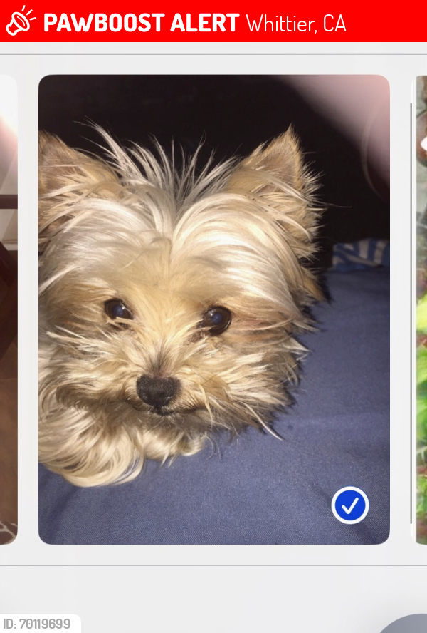 Lost Male Dog last seen Hill and Southwind, Whittier, CA 90601