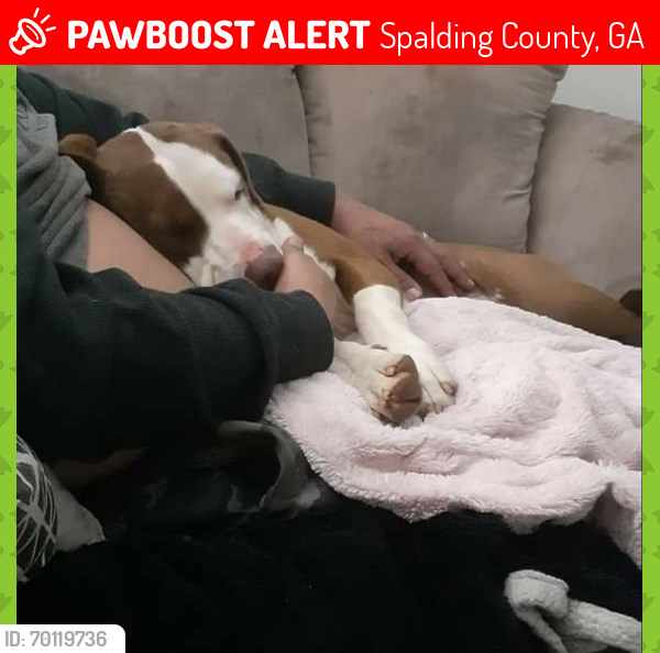 Lost Female Dog last seen Minter Rd, Spalding County, GA 30223