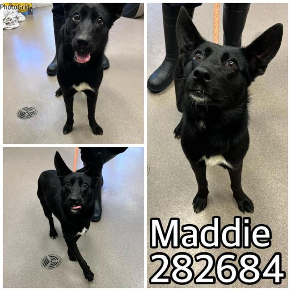 Shelter Stray Female Dog last seen MADDUX DR, Macon, GA 31216