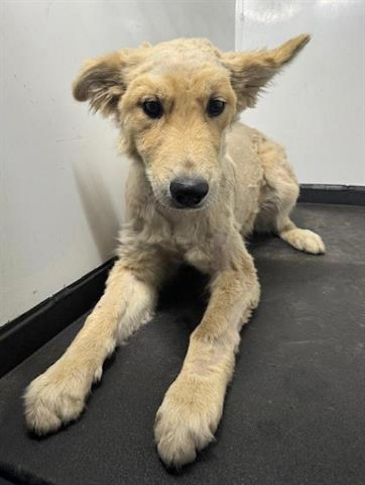 Shelter Stray Male Dog last seen Near BLK TRUXTUN AV. BAKERSFIELD, CA, Bakersfield, CA 93307