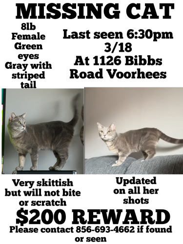 Lost Female Cat last seen Corner of Echelon Road & White Horse Road, Echelon Glen apmts, Near Voorhees Town Center , Voorhees Township, NJ 08043