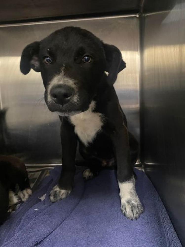 Shelter Stray Male Dog last seen Near LEE PRICE, 70777, LA, Baton Rouge, LA 70820