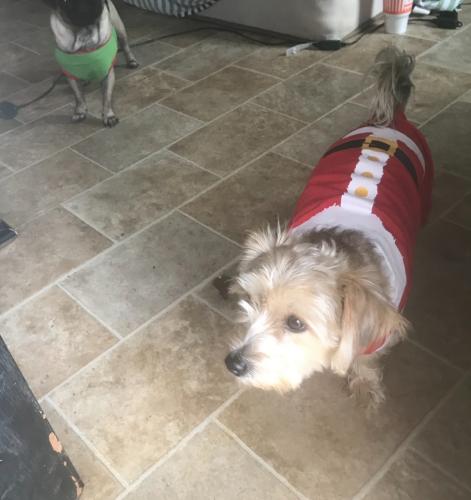 Lost Male Dog last seen Palmer and Front street , Tyler, TX 75702