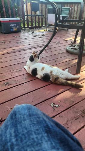 Lost Female Cat last seen Dashed over the fence into the B&C storage, 7500 Buckley Rd, North Syracuse, NY 13212 , Syracuse, NY 13212
