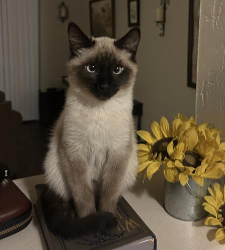 Lost Male Cat last seen Indian School and Girard. , Albuquerque, NM 87106