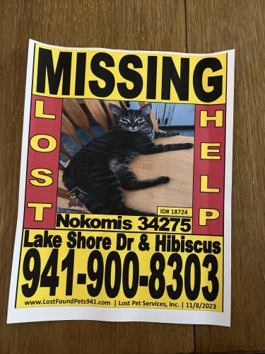 Lost Female Cat last seen Lake shore & hibiscus , Laurel, FL 34275