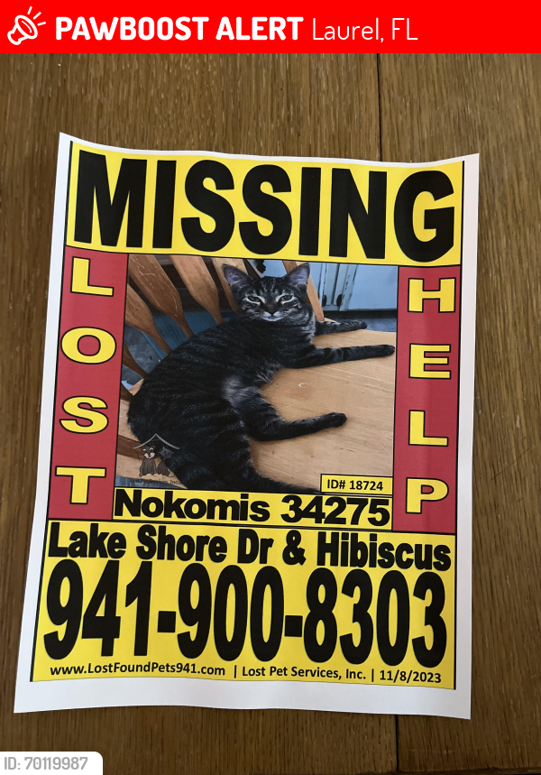 Lost Female Cat last seen Lake shore & hibiscus , Laurel, FL 34275