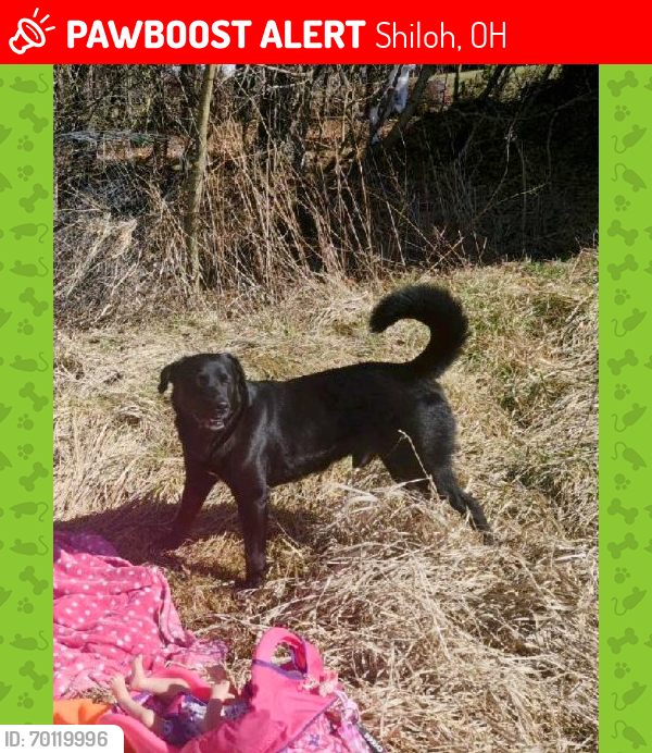 Lost Male Dog last seen Rome Greenwich rd and route 13, Shiloh, OH 44878