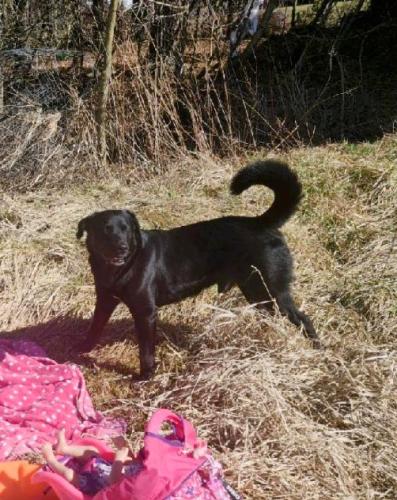 Lost Male Dog last seen Rome Greenwich rd and route 13, Shiloh, OH 44878