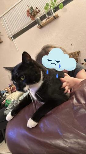 Lost Male Cat last seen ROSS AND PALOMAS , Albuquerque, NM 87108