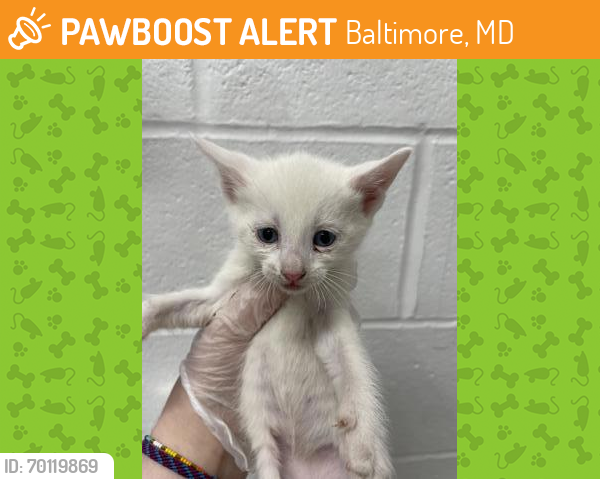Shelter Stray Male Cat last seen Near S Beechfield Balt., MD 21229, 21229, MD, Baltimore, MD 21230