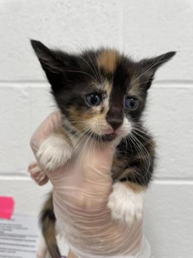 Shelter Stray Female Cat last seen Near S Beechfield Balt., MD 21229, 21229, MD, Baltimore, MD 21230