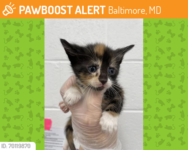 Shelter Stray Female Cat last seen Near S Beechfield Balt., MD 21229, 21229, MD, Baltimore, MD 21230