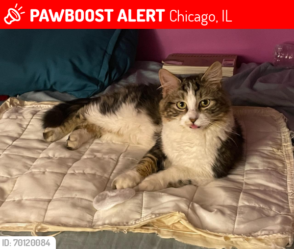 Lost Male Cat last seen W North Ave & Pulaski Rd, Chicago, IL 60647