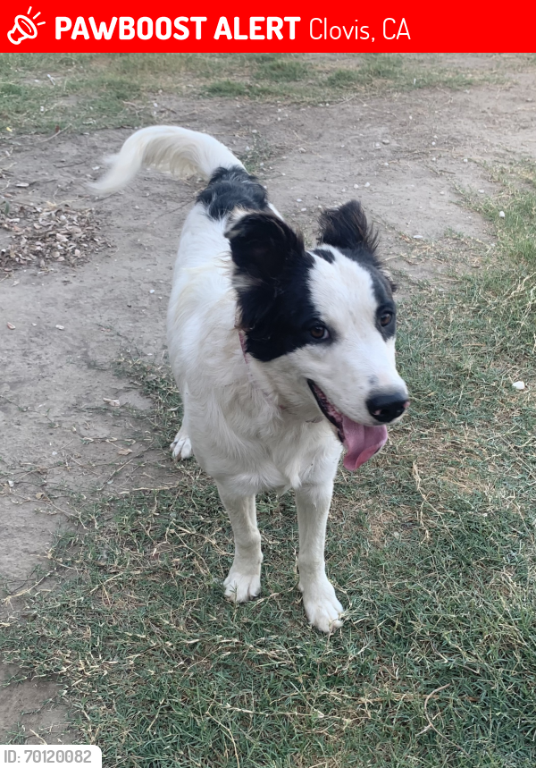 Lost Female Dog last seen Copper and Chestnut , Clovis, CA 93730