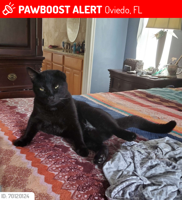 Lost Male Cat last seen Moffat Loop / Alafaya Woods, Oviedo, FL 32765