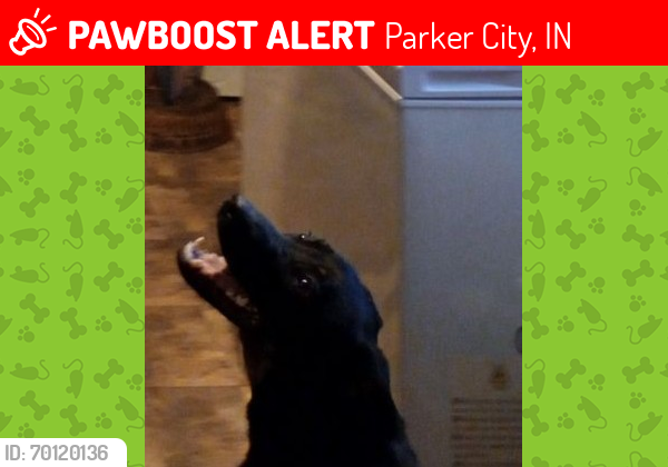 Lost Male Dog last seen Near E 200 N ParkerCity Indiana 47368, Parker City, IN 47368