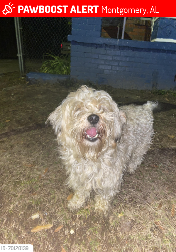 Lost Male Dog last seen Loring street on the west , Montgomery, AL 36104