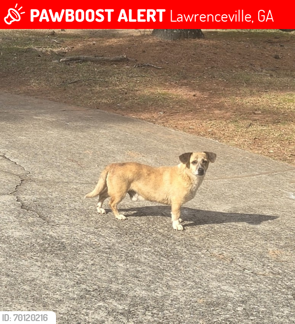 Lost Male Dog last seen Sever & Hwy 120, Lawrenceville, GA 30043
