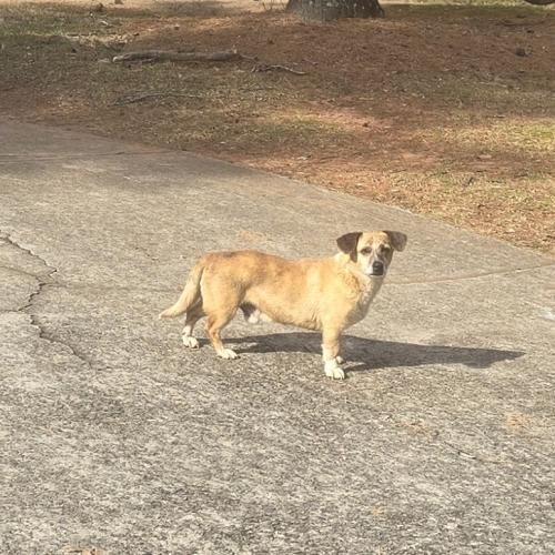 Lost Male Dog last seen Sever & Hwy 120, Lawrenceville, GA 30043