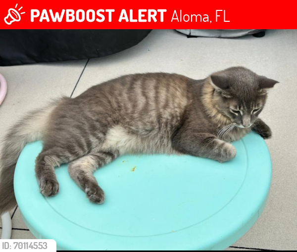 Lost Female Cat last seen She has a clipped ear, which means that she has been spaded. She was very fluffy when she left not sure now her and another black-and-white unknown if it’s female or male, very fluffy, and came up missing at the same time., Aloma, FL 32792