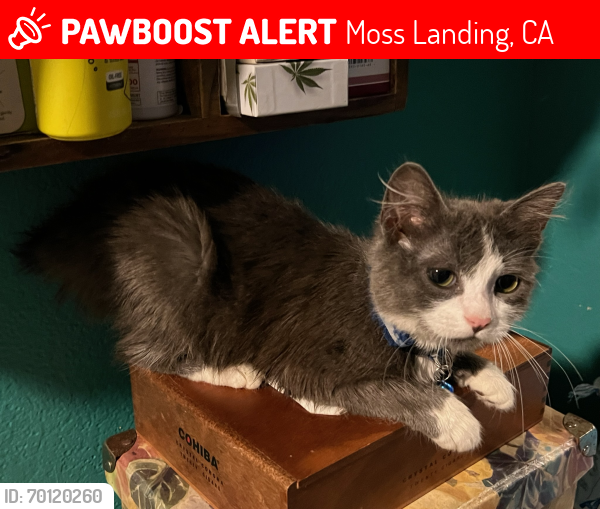Lost Male Cat last seen Jensen rd/Bluff Rd. Off of Hwy 1. Rural Agricultural Area, Moss Landing, CA 95039