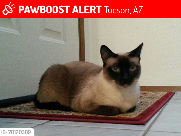 Lost Female Cat last seen Dodge and Grant, Tucson, AZ 85716