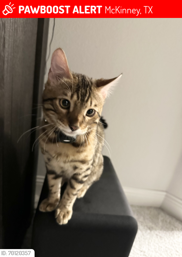 Lost Male Cat last seen Linwood ave and porter ln, McKinney, TX 75071