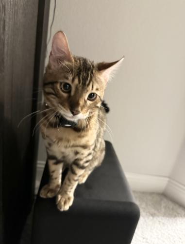Lost Male Cat last seen Linwood ave and porter ln, McKinney, TX 75071