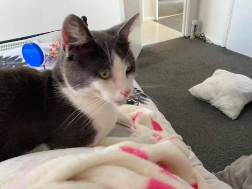 Lost Male Cat last seen In old Sarum at  , Old Sarum, England SP4