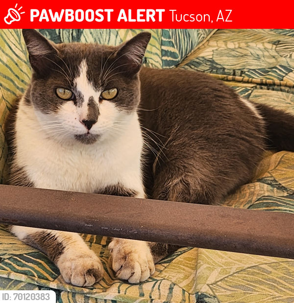 Lost Male Cat last seen Glenn St and Mountain View, Tucson, AZ 85716