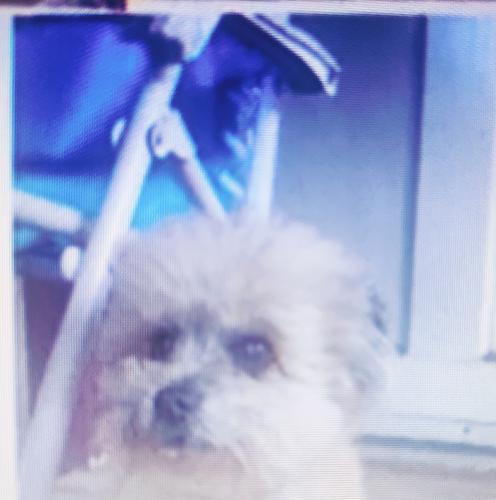 Lost Male Dog last seen Willow and South at Marysville Blvd , Sacramento, CA 95838