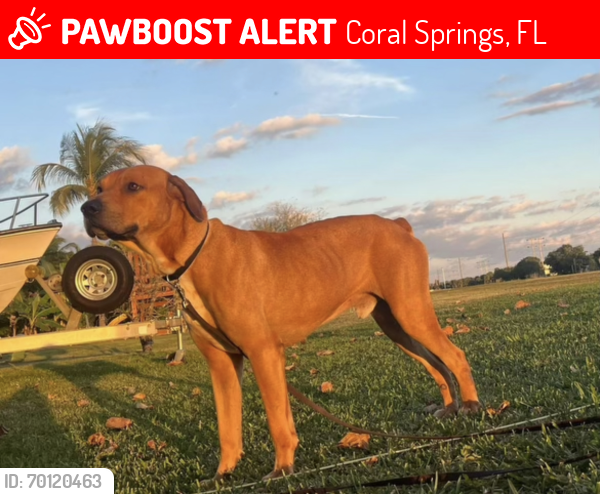 Lost Male Dog last seen riverside park, southgate and coral springs drive, Coral Springs, FL 33071