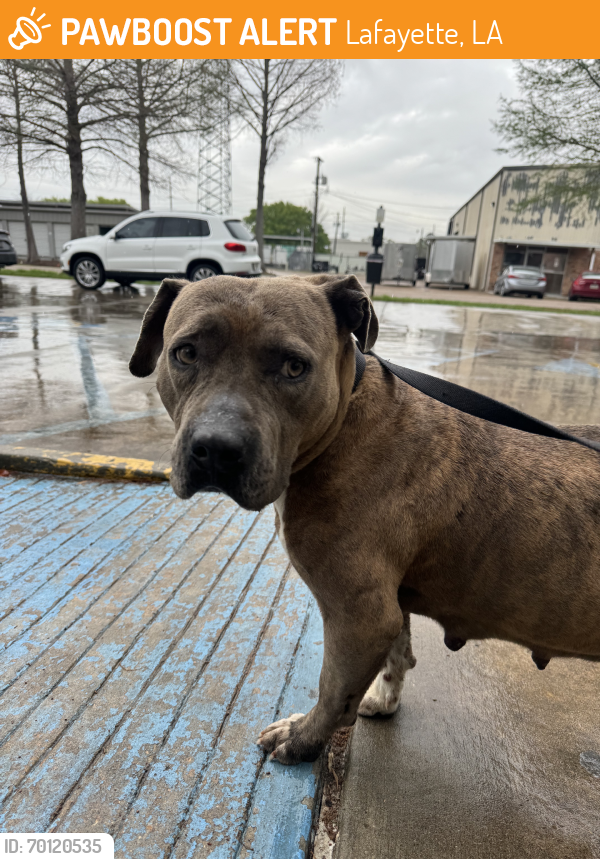 Found/Stray Female Dog last seen South college, johnston, Lafayette, LA 70503