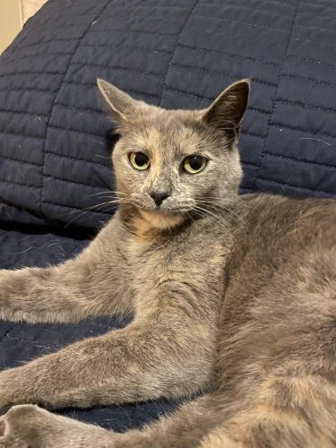 Lost Female Cat last seen Waverly Rd. , Wilson, NC 27896