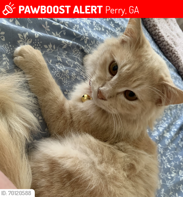 Lost Female Cat last seen Near Gray Rd Perry Ga, Perry, GA 31069